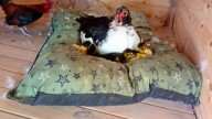 El Pato Juan y sus patitos: el animal es papá de una prole de 14 y buscan hogares para reubicarlos
