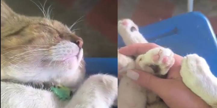 Ejército desmintió que gato fuera víctima de maltrato en base de Tolemaida tras revelación de chats que vinculaban uniformados