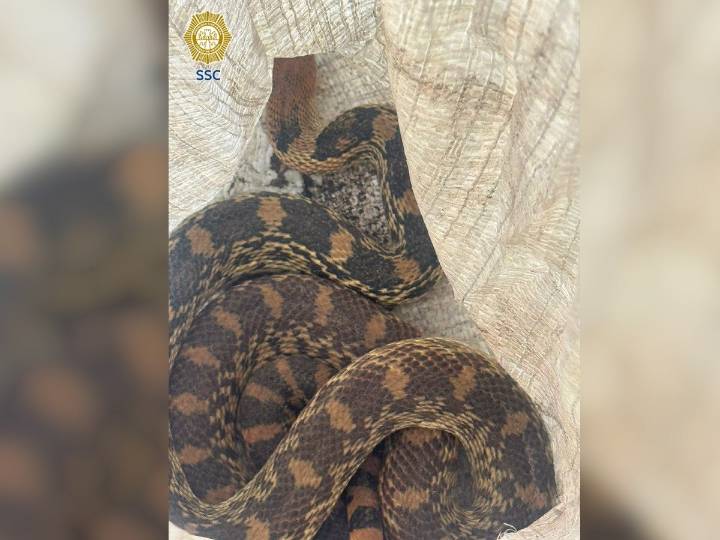 ¡Qué susto! Encuentra víbora de tres metros al interior de su casa en CDMX