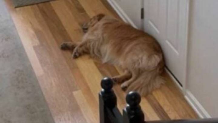 New Jersey Golden Retriever Waits Patiently For The Boy He’s Loved Since Birth To Come Back Home
