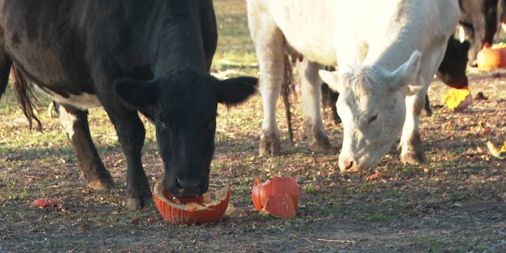 Oregon family turns leftover pumpkins into cattle feed with community’s help