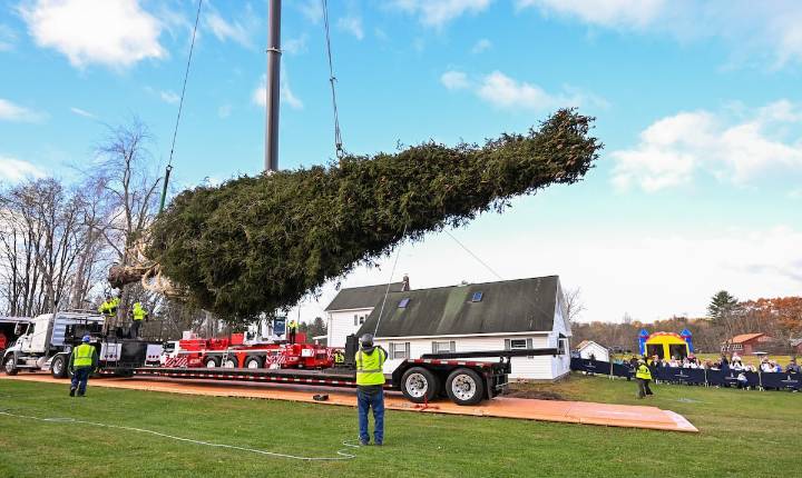 FOTOS: Árbol de Navidad del Rockefeller Center ya va de camino