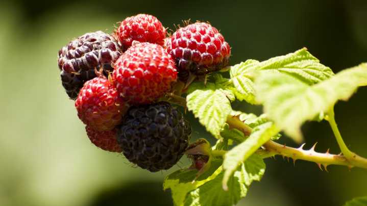 The Raspberry Bush Training Tip To Keep In Mind For A Stronger Plant