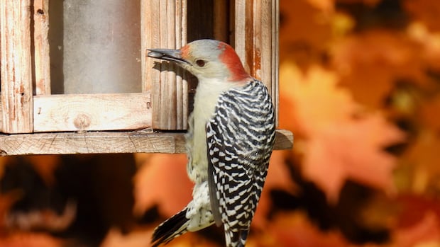 Wrapping up the foliage season: Enjoy these photos from around New Brunswick