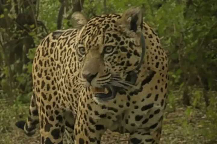 Buscan a la yaguareté Acaí y ofrecen una recompensa récord de $250 millones