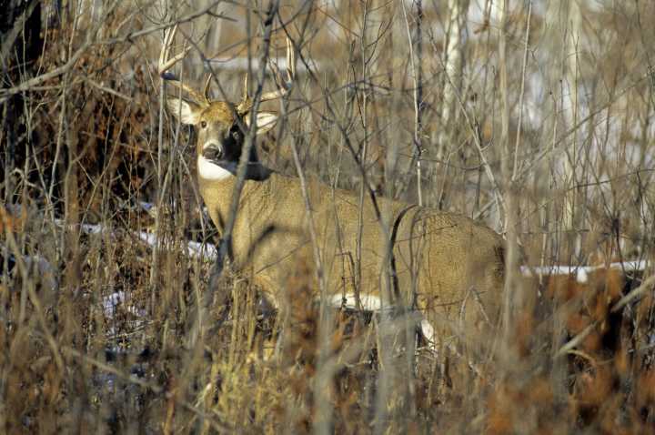 Bill Marchel: If the old deer stand could talk
