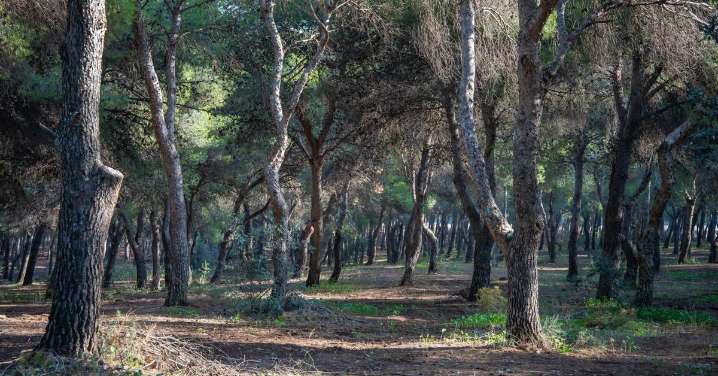 Torremolinos inicia la campaña preventiva contra la procesionaria sobre más de 6.000 pinos