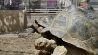 Gramma the Galapagos tortoise, oldest resident of San Diego Zoo, dies