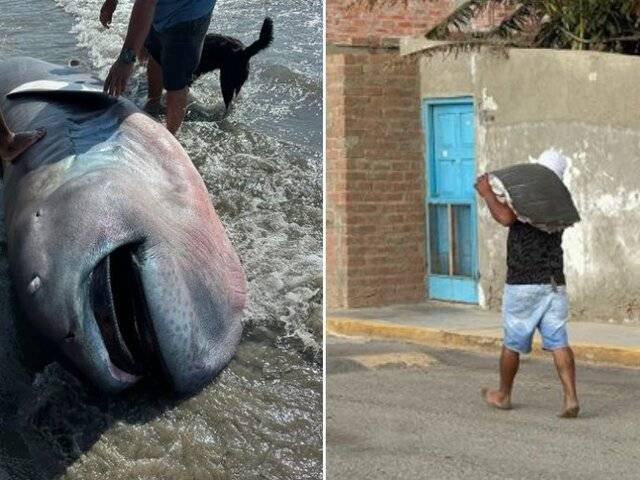 Encuentran especie rara de tiburón varado en playa de Piura: vecinos se llevaron su carne