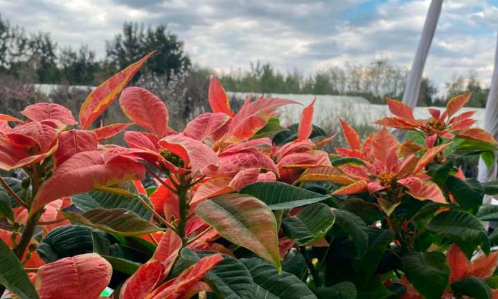 Asegura Brugada apoyo a productores de nochebuenas todo el año