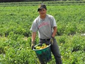 Más de 25 mil mexicanos participan en el Programa de Trabajadores Agrícolas con Canadá