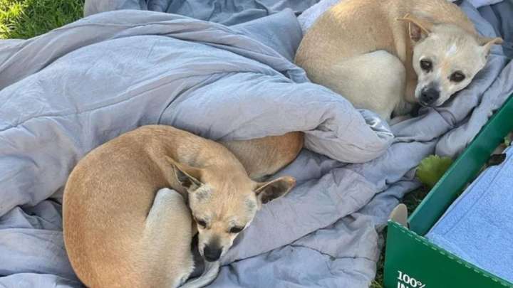 Rescuers In California Confront Heartache As They Find Three Pups Surviving With A Blanket