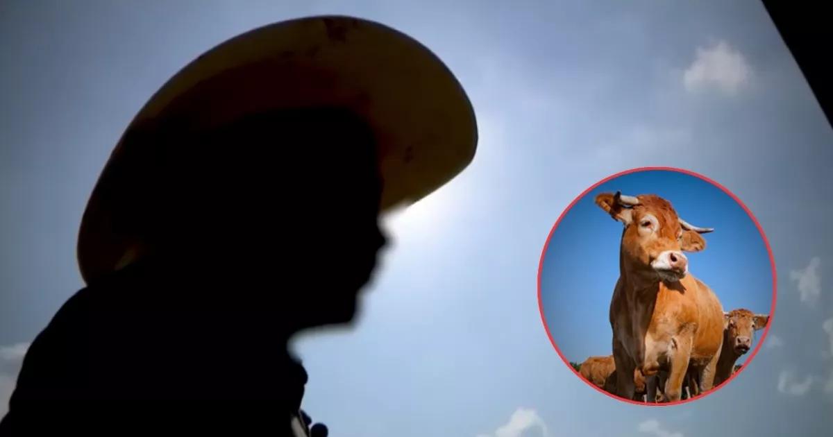 Revelan el modus operandi de los cárteles para extorsionar en el ganado mexicano