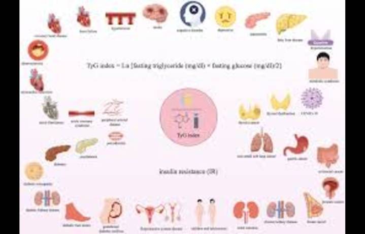 Elevated TyG Index Predicts Hyperuricemia Risk in T2DM: Study