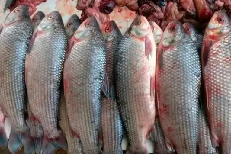 Santa Fe suspendió la exportación de pescado por un año