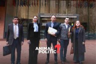 PAN lleva a Washington denuncias por "represión" en marcha de la Generación Z