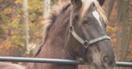 Beloved Pittsburgh police horse retires