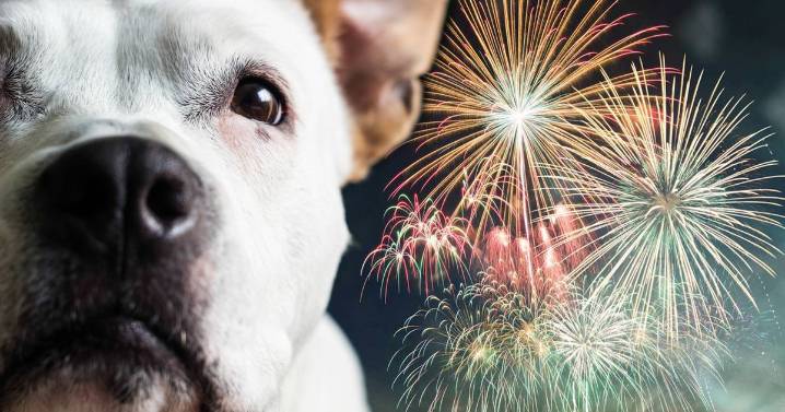 'I asked vets how to keep pets calm on Bonfire Night and they all said the same thing'