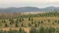 Cut your own Christmas tree beginning this Saturday at The Rocks in Bethlehem