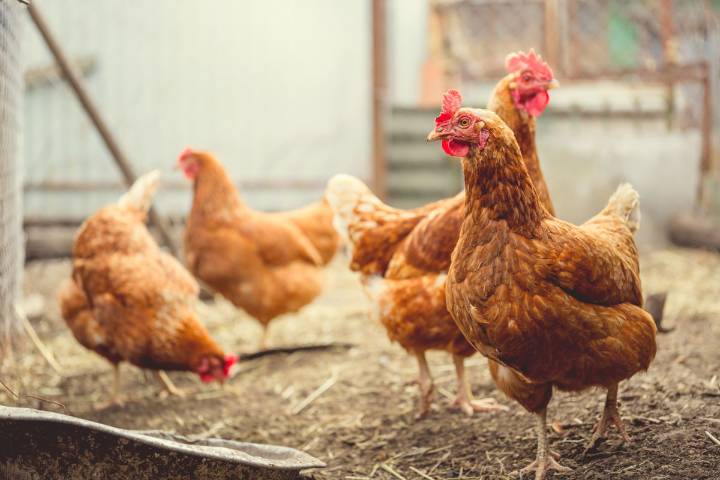 El Gobierno rectifica y aclara que el confinamiento obligatorio de las gallinas solo será en un municipio de Canarias