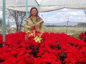 Temporada de Nochebuenas dio arranque en la CDMX; Brugada anima a adquirir flores de productores locales de Xochimilco y Tláhuac