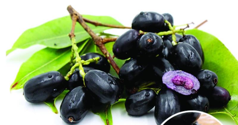 Medicinal Java Plum: Nature’s Healing Tree