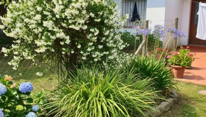 Jazmín y citronella: la combinación natural que repele mosquitos y perfuma tu hogar