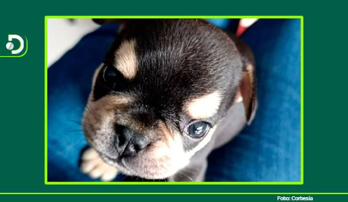 Condenan a 8 meses de cárcel al responsable de la muerte de Odín, un perrito de dos meses en Itagüí