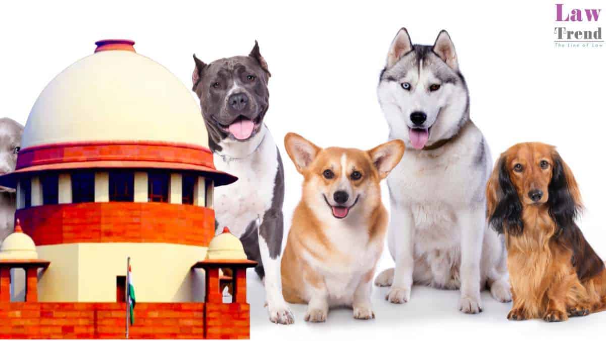 Stray Dog Menace: SC Orders Removal from Hospitals, Schools; Prohibits Release Back to Same Area
