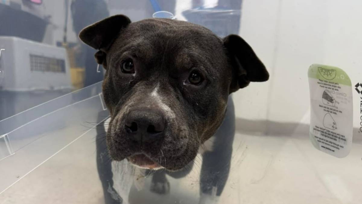 Pregnant dog found abandoned, tied to sign in Waterbury