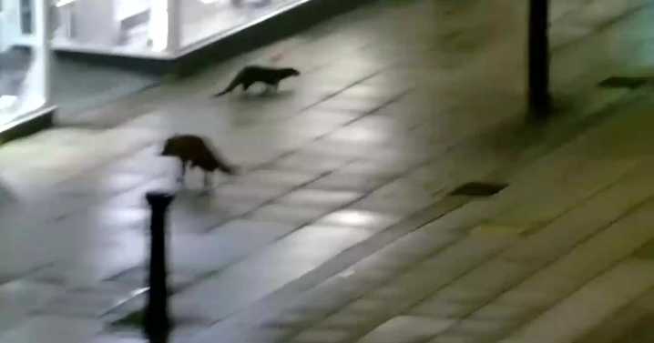 Fox and otter captured running around deserted city