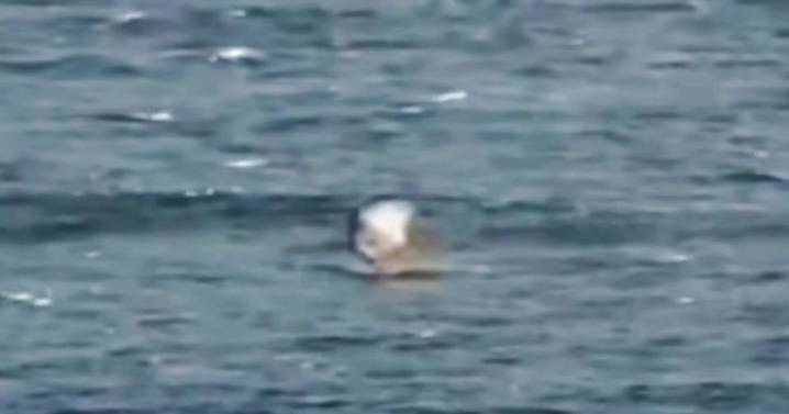 Horror moment shark attacks foilboarder and 'explodes' him into air