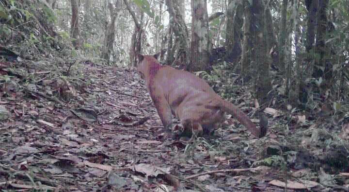 Los buenos registros son resultado de la apropiación de guardabosques, guardaparques y guardahumedales, quienes directamente están realizando el trabajo de campo