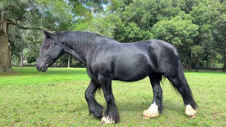 Florida farm offers glimpse into unique Gypsy Vanner horses