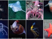 Nueva expedición al fondo del Mar Argentino: cuando comienza esta travesía hacia lo extremo