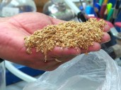 Científicos de la UA realizan estudio para usar plantas medicinales de la zona en tratamientos contra el Alzheimer y el Parkinson