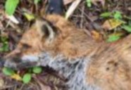 Disgust as fox shot with crossbow in Whitstable park Duncan Down