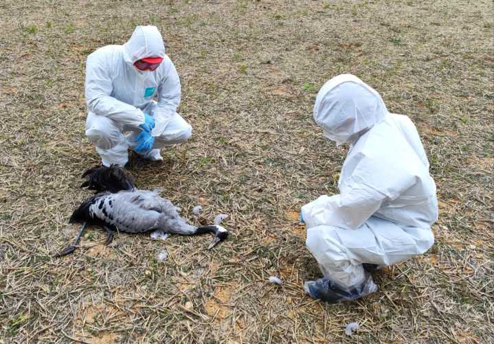 Detectadas 34 muertes de aves silvestres por gripe aviar en Cuenca: se prevén más casos las próximas semanas