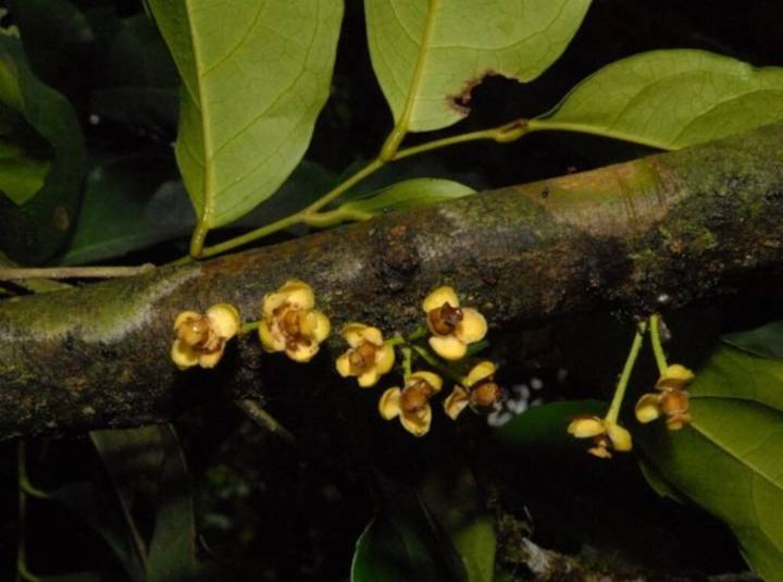 Publican catálogo global de la familia de ‘angiospermas Putranjiváceas’, con 223 especies de árboles