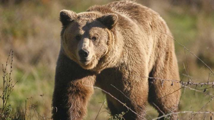 Japón despliega militares ante ola de ataque de osos que ya deja 12 personas fallecidas