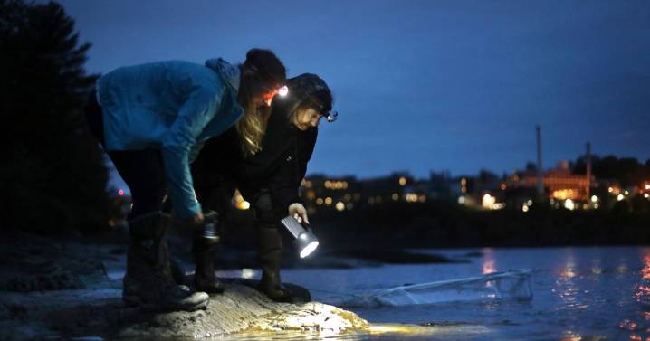 Eel populations are falling, and new protections were defeated. Japan and the US opposed them