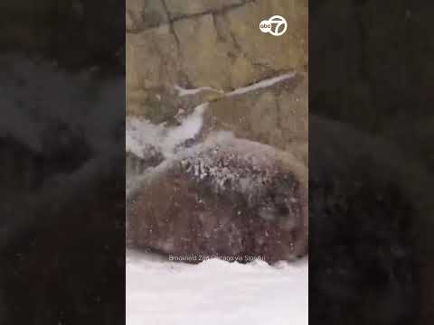 Bear Delights in Record Snowfall at Brookfield Zoo Chicago