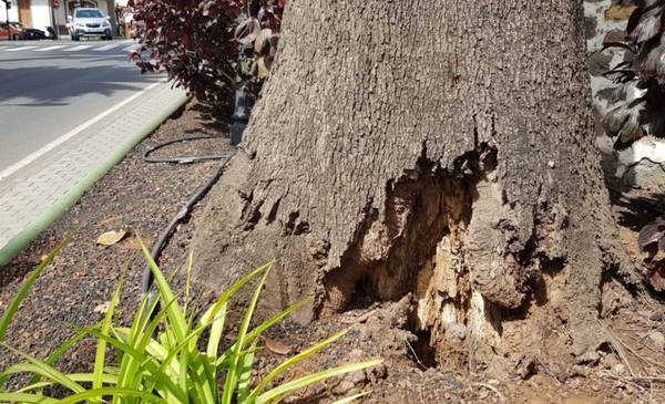 La ciudad está enfermando a los árboles: las graves consecuencias