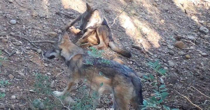 El lobo ha vuelto a criar en Cataluña un siglo después: detectan una manada con tres cachorros
