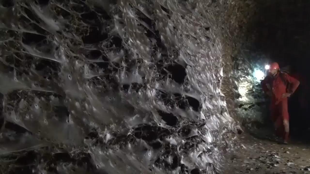 Arachnid super-web reveals the surprising 'constant party' life of cohabiting spiders