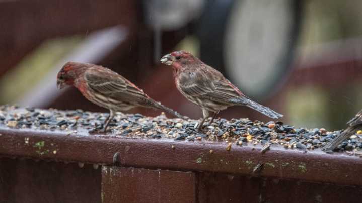 Hate Messy Seeds? Discover The Much Simpler Way To Get Birds In Your Yard