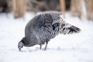 Thanksgiving weather: What to know about scattered rain, snow in Mass.