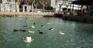 Retiran los patos y cisnes de La Alamedilla y Jesuitas como medida preventiva por la gripe aviar