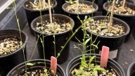 La inteligencia artificial revela los genes que ayudan a las plantas a resistir el cambio climático
