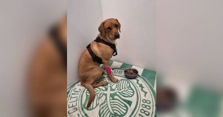 Dog left fighting for life at Glasgow vets after being bitten by poisonous snake